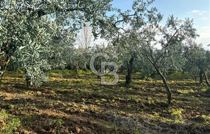 BURSA ORHANGAZİ KERAMET DE SATILIK 1637 M2 ZEYTİNLİK YOLA CEPHE