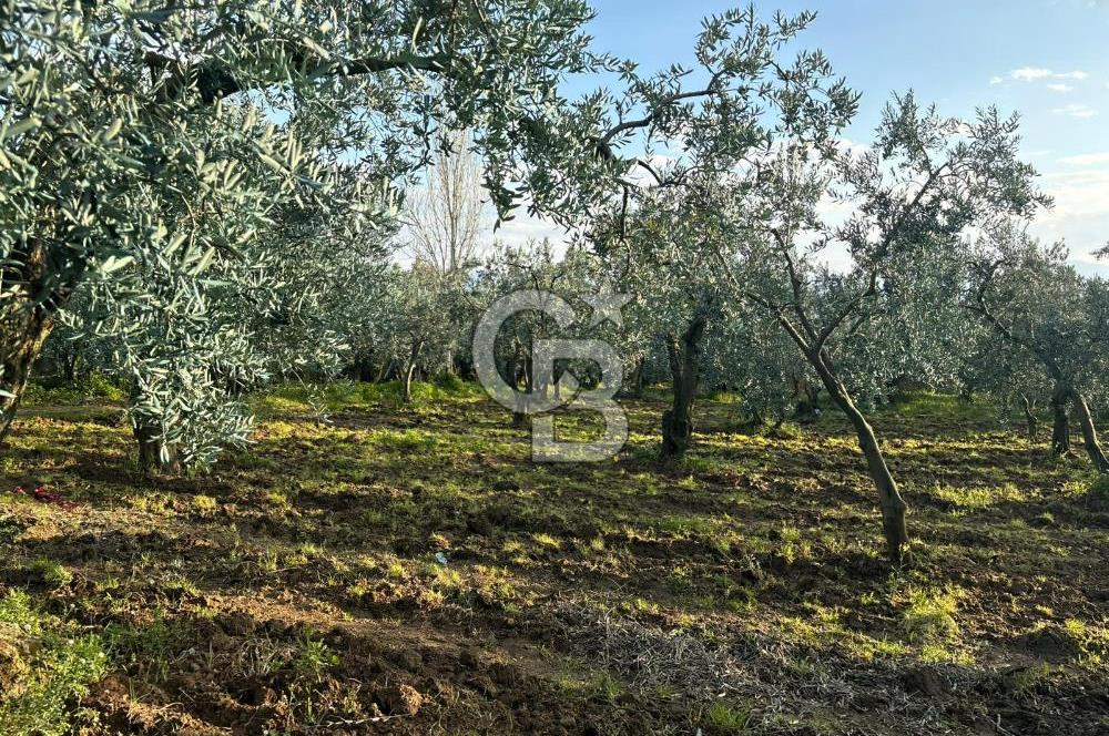 BURSA ORHANGAZİ KERAMET DE SATILIK 1637 M2 ZEYTİNLİK YOLA CEPHE