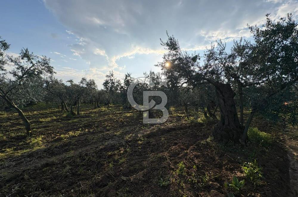 BURSA ORHANGAZİ KERAMET DE SATILIK 1637 M2 ZEYTİNLİK YOLA CEPHE