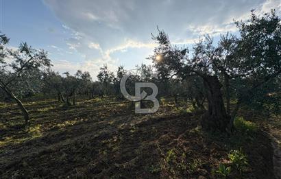 BURSA ORHANGAZİ KERAMET DE SATILIK 1637 M2 ZEYTİNLİK YOLA CEPHE