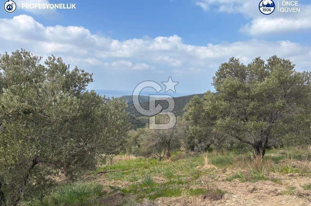 Karaburun Salman'da 9.482 m² Yatırımlık Satılık Tarla