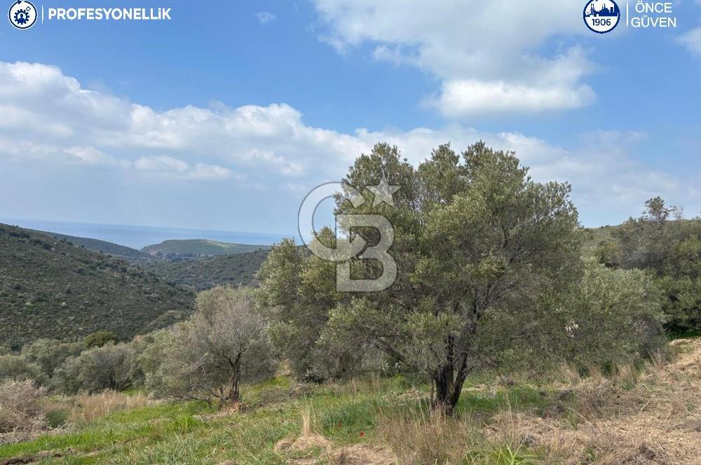 Karaburun Salman'da 9.482 m² Yatırımlık Satılık Tarla