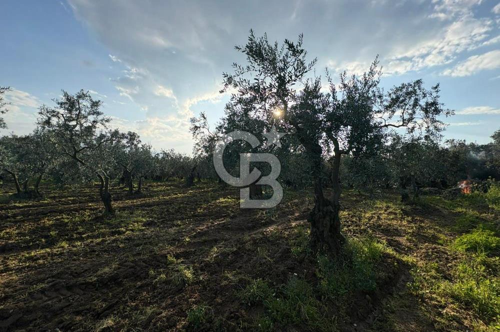 BURSA ORHANGAZİ KERAMET DE SATILIK 1637 M2 ZEYTİNLİK YOLA CEPHE