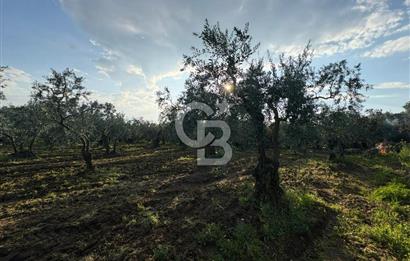 BURSA ORHANGAZİ KERAMET DE SATILIK 1637 M2 ZEYTİNLİK YOLA CEPHE