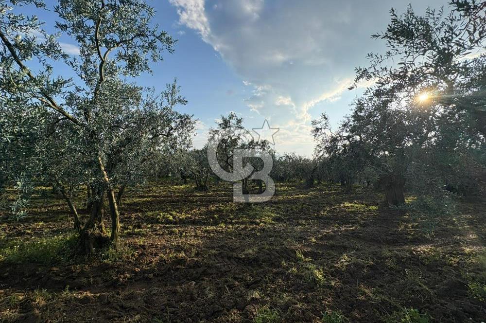 BURSA ORHANGAZİ KERAMET DE SATILIK 1637 M2 ZEYTİNLİK YOLA CEPHE