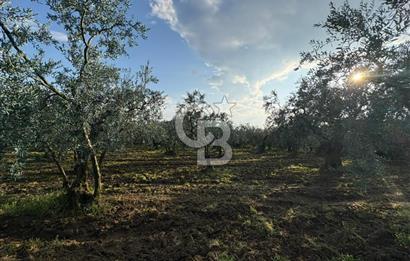 BURSA ORHANGAZİ KERAMET DE SATILIK 1637 M2 ZEYTİNLİK YOLA CEPHE