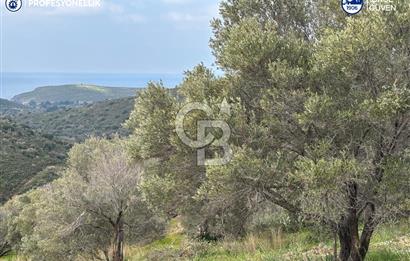 Karaburun Salman'da 9.482 m² Yatırımlık Satılık Tarla