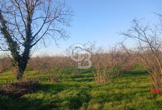 Sakarya Çaybaşıyeniköy'de satılık tarla. - 2 - 341953