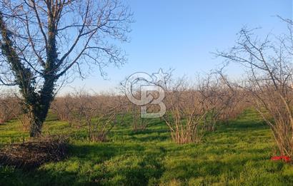 Sakarya Çaybaşıyeniköy'de satılık tarla.