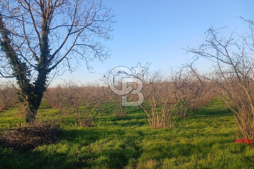 Sakarya Erenler'de satılık fındık bahçesi