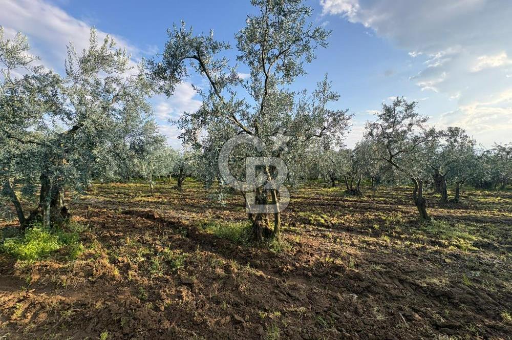 BURSA ORHANGAZİ KERAMET DE SATILIK 1637 M2 ZEYTİNLİK YOLA CEPHE