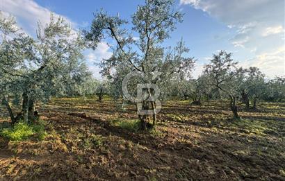 BURSA ORHANGAZİ KERAMET DE SATILIK 1637 M2 ZEYTİNLİK YOLA CEPHE