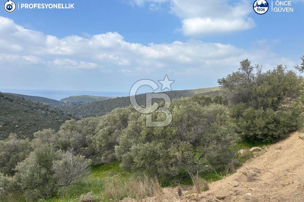 Karaburun Salman'da 9.482 m² Yatırımlık Satılık Tarla