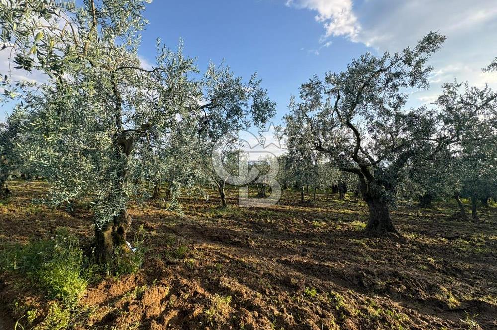 BURSA ORHANGAZİ KERAMET DE SATILIK 1637 M2 ZEYTİNLİK YOLA CEPHE