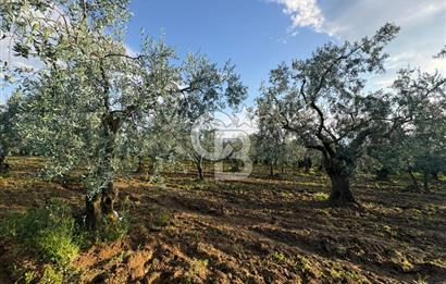 BURSA ORHANGAZİ KERAMET DE SATILIK 1637 M2 ZEYTİNLİK YOLA CEPHE