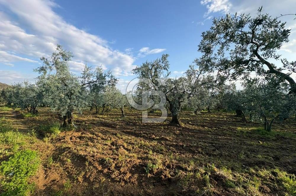 BURSA ORHANGAZİ KERAMET DE SATILIK 1637 M2 ZEYTİNLİK YOLA CEPHE