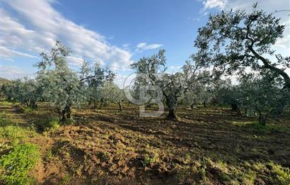 BURSA ORHANGAZİ KERAMET DE SATILIK 1637 M2 ZEYTİNLİK YOLA CEPHE