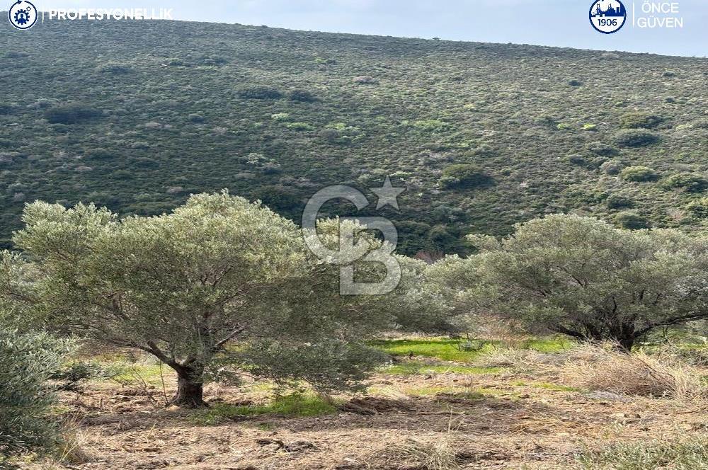 Karaburun Salman'da 9.482 m² Yatırımlık Satılık Tarla