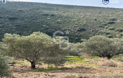 Karaburun Salman'da 9.482 m² Yatırımlık Satılık Tarla