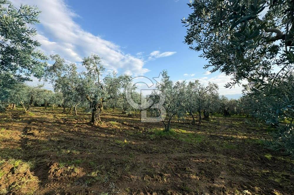 BURSA ORHANGAZİ KERAMET DE SATILIK 1637 M2 ZEYTİNLİK YOLA CEPHE