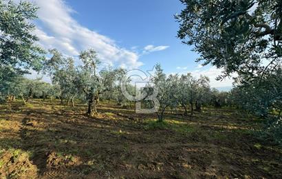 BURSA ORHANGAZİ KERAMET DE SATILIK 1637 M2 ZEYTİNLİK YOLA CEPHE