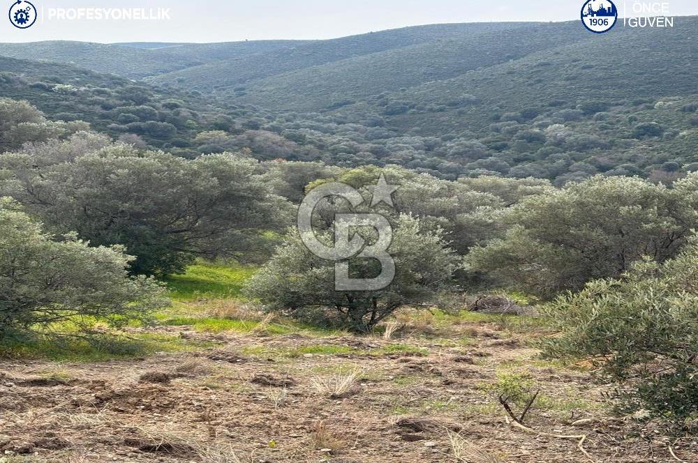 Karaburun Salman'da 9.482 m² Yatırımlık Satılık Tarla