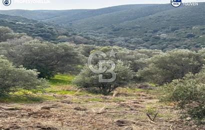 Karaburun Salman'da 9.482 m² Yatırımlık Satılık Tarla