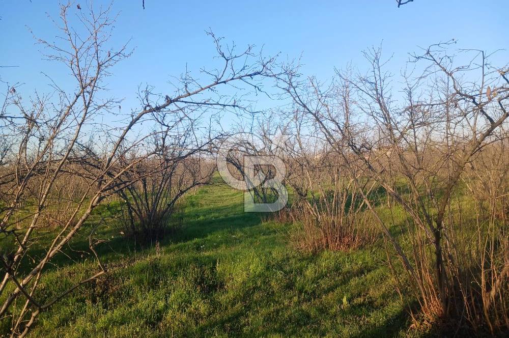Sakarya Erenler'de satılık fındık bahçesi