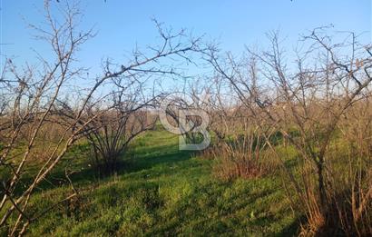 Sakarya Çaybaşıyeniköy'de satılık tarla.