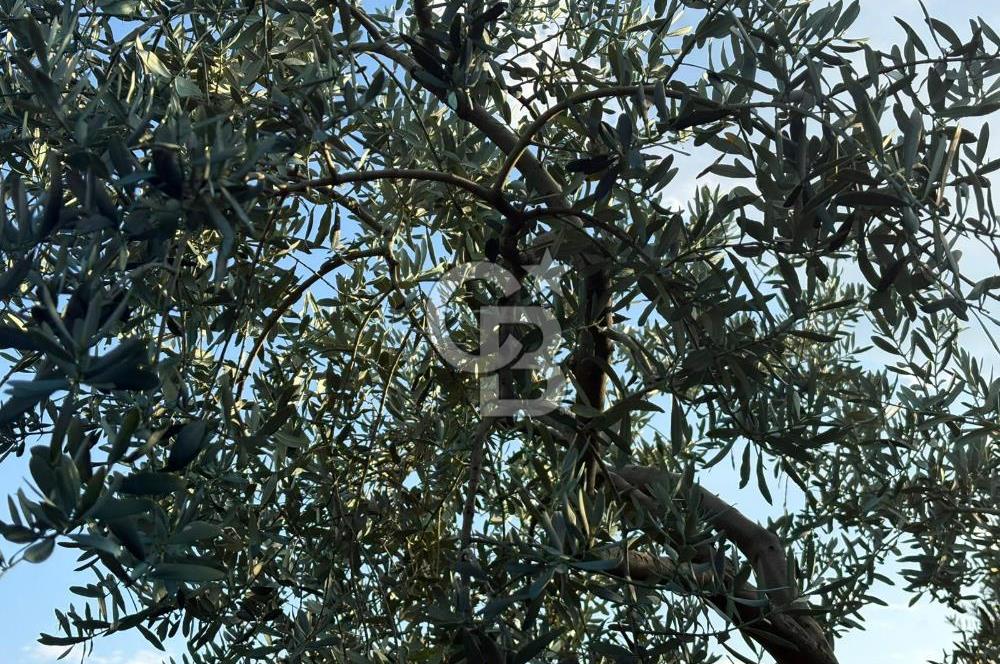 BURSA ORHANGAZİ KERAMET DE SATILIK 1637 M2 ZEYTİNLİK YOLA CEPHE