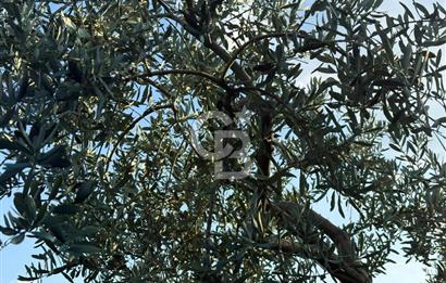 BURSA ORHANGAZİ KERAMET DE SATILIK 1637 M2 ZEYTİNLİK YOLA CEPHE