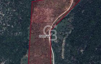 torbalı da çevre yoluna 4 km verimli zeytinlik 