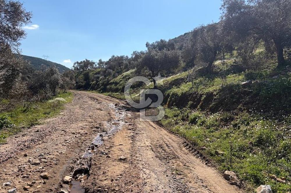 torbalı da çevre yoluna 4 km verimli zeytinlik 