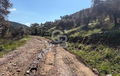 torbalı da çevre yoluna 4 km verimli zeytinlik 