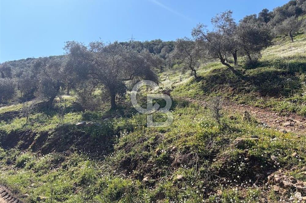 torbalı da çevre yoluna 4 km verimli zeytinlik 