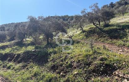 torbalı da çevre yoluna 4 km verimli zeytinlik 