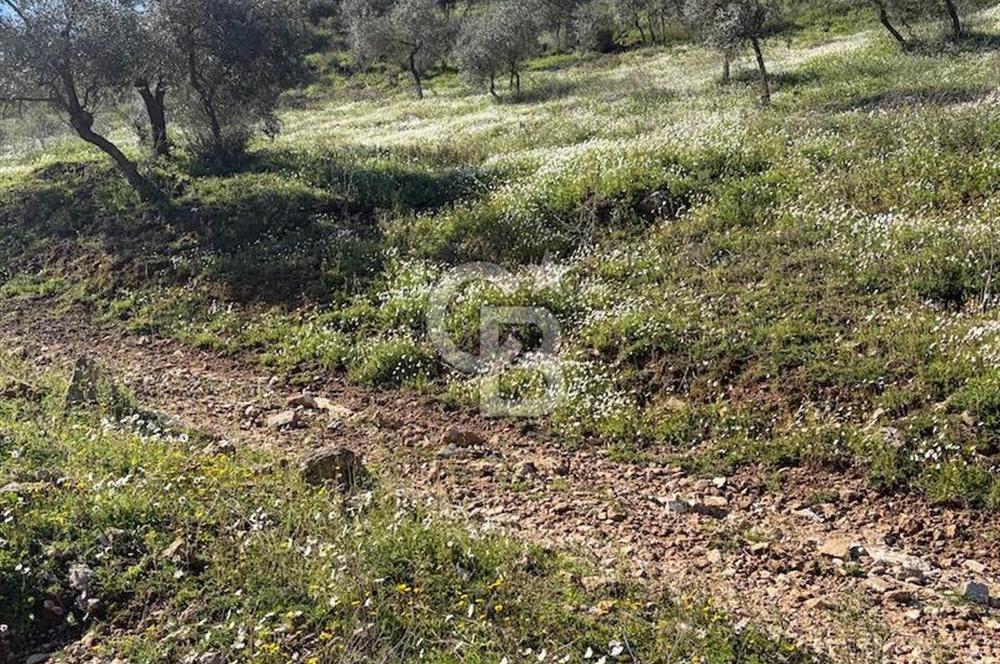 torbalı da çevre yoluna 4 km verimli zeytinlik 