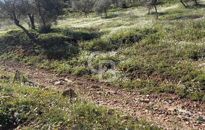 torbalı da çevre yoluna 4 km verimli zeytinlik 