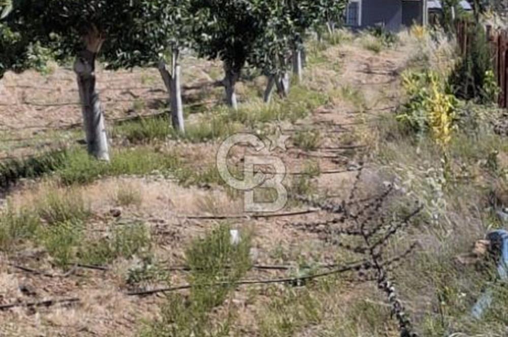 ⭐ PINARBAŞI’NDA SANAYİ ELEKTRİKLİ, KUYULU, 180 AĞAÇLI YATIRIMLIK CEVİZ ÇİFTLİĞİ