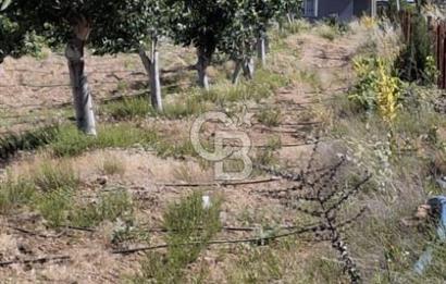 ⭐ PINARBAŞI’NDA SANAYİ ELEKTRİKLİ, KUYULU, 180 AĞAÇLI YATIRIMLIK CEVİZ ÇİFTLİĞİ