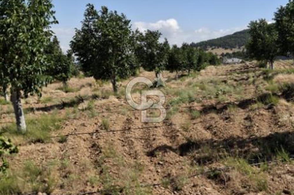 ⭐ PINARBAŞI’NDA SANAYİ ELEKTRİKLİ, KUYULU, 180 AĞAÇLI YATIRIMLIK CEVİZ ÇİFTLİĞİ