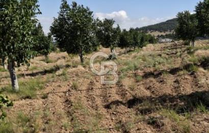 ⭐ PINARBAŞI’NDA SANAYİ ELEKTRİKLİ, KUYULU, 180 AĞAÇLI YATIRIMLIK CEVİZ ÇİFTLİĞİ