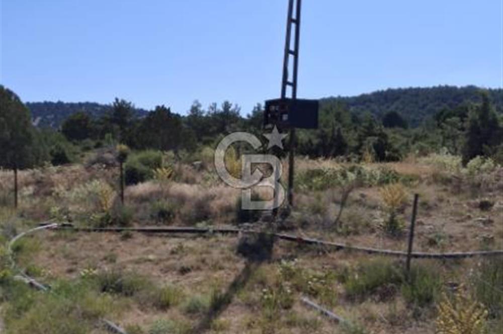 ⭐ PINARBAŞI’NDA SANAYİ ELEKTRİKLİ, KUYULU, 180 AĞAÇLI YATIRIMLIK CEVİZ ÇİFTLİĞİ