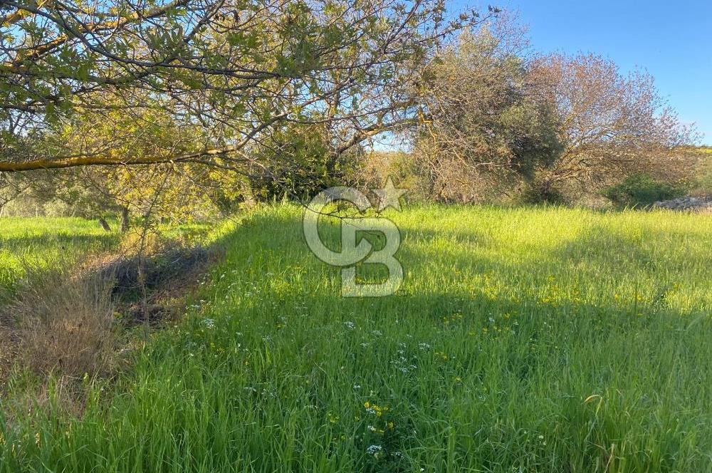 Urla Kuşçular 13293 M2 Yol Cepheli Satılık Tarla