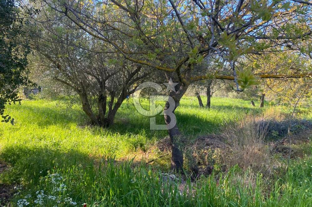 Urla Kuşçular 13293 M2 Yol Cepheli Satılık Tarla
