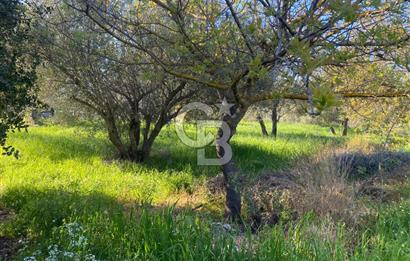 Urla Kuşçular 13293 M2 Yol Cepheli Satılık Tarla