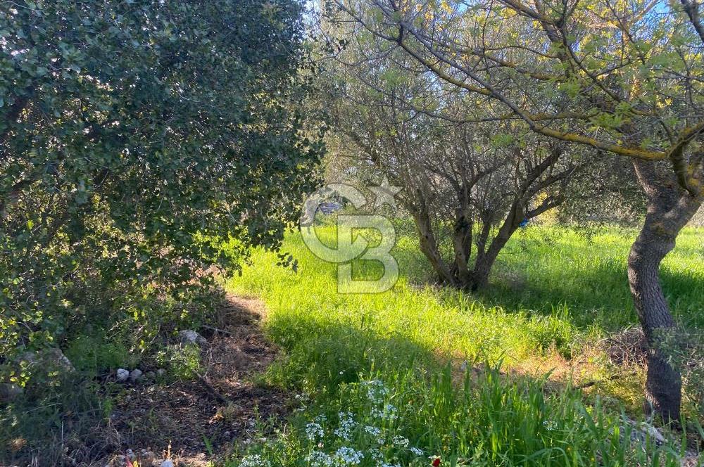 Urla Kuşçular 13293 M2 Yol Cepheli Satılık Tarla