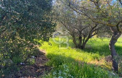 Urla Kuşçular 13293 M2 Yol Cepheli Satılık Tarla