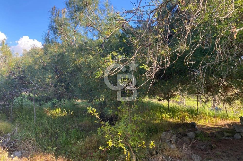 Urla Kuşçular 13293 M2 Yol Cepheli Satılık Tarla