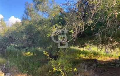 Urla Kuşçular 13293 M2 Yol Cepheli Satılık Tarla